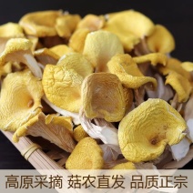 鸡油菌干货云南特产黄丝菌黄金蘑菇菌菇香菇煲汤净重批发野生