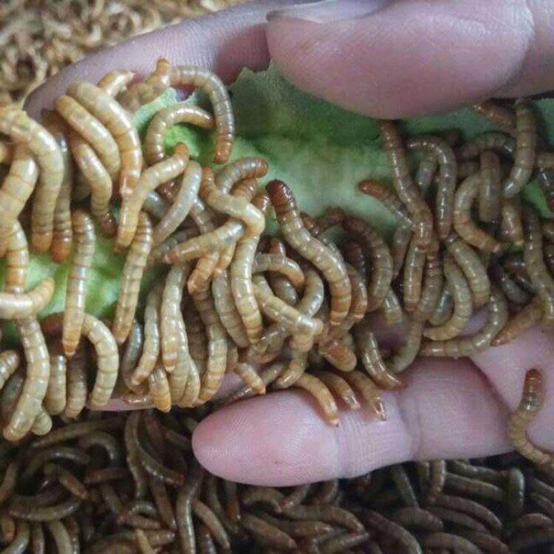 山东济南长清区黄粉虫 40.00元/公斤黄粉虫