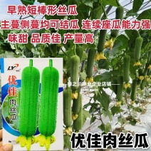 寿光肉丝瓜种子早熟夏秋季短棒特长大肉丝瓜种子高产丝瓜种籽