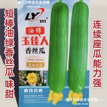 玉佳人丝瓜种子高产短棒油亮香丝瓜种子油绿杂交早熟油皮