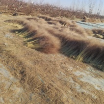 粉黛干花