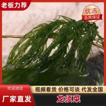 天然新鲜海藻盐渍龙须菜凉拌火锅菜鹿角菜头发菜海发菜海藻