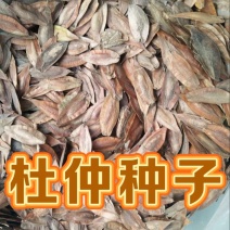 杜仲种子新杜仲树籽发芽率高适应能力强提供种植技术