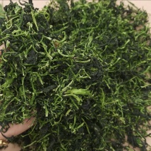 河南特产野腊菜干菜包邮河南腊菜干野油菜干菜农家野菜干新鲜