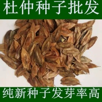 杜仲种子纯新采收杜仲籽包发芽种植简单好成活提供技术