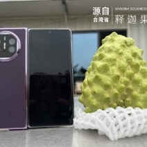 广东湛江-民泽熙台湾凤梨释迦园