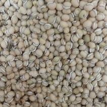 白扁豆附合药典标准，多种药材产地直发代加工