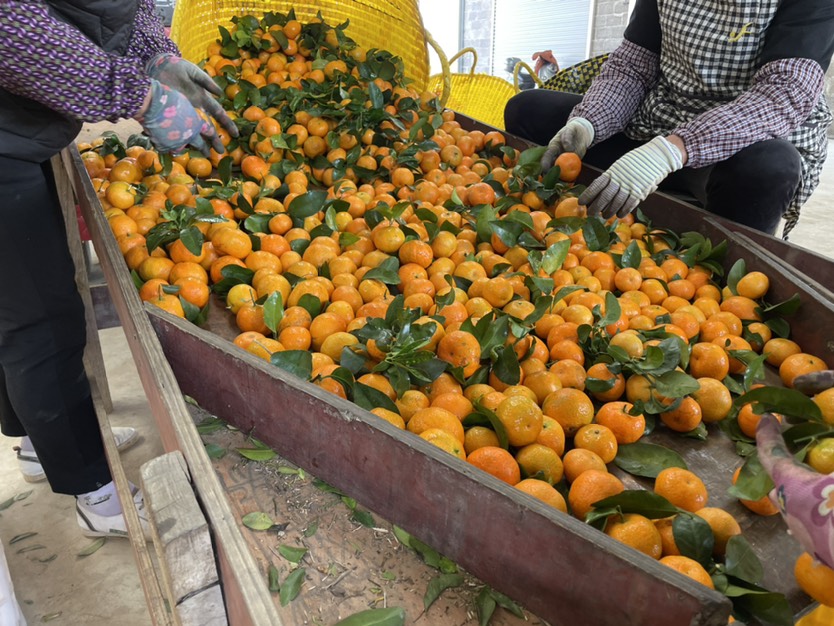 沙糖桔采收与包装