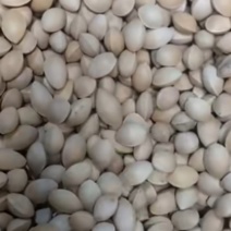 银杏果核