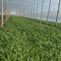 精品茼蒿成了需要的老板联系量大优惠