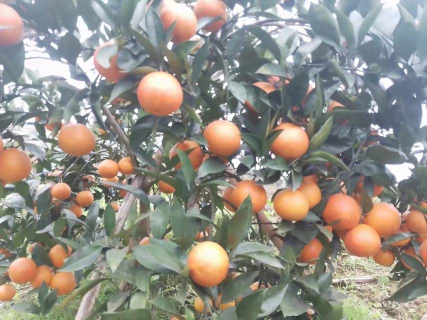 血橙沉淀的自然分层效果