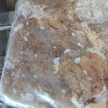 精品翘嘴白鱼籽欢迎大家合作共赢
