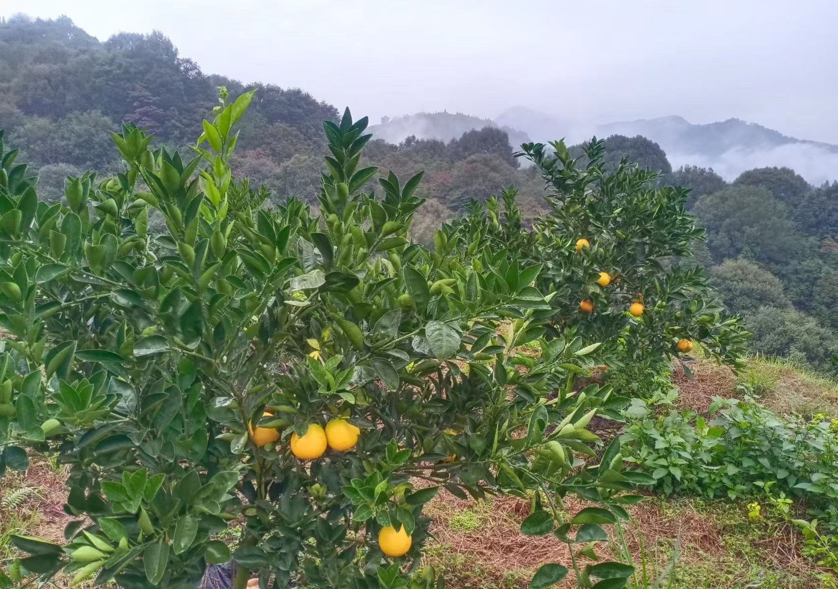 一片丘陵坡地上的血橙果园,树上挂满成熟的血橙,部分果实表皮出现自然红晕,阳光斜照,叶片翠绿,地面覆盖枯草,远处可见梯田轮廓 果园中成熟的血橙挂在枝头,部分果皮泛红