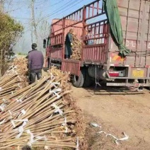 紫薇2-6公分紫薇抵迁占地价格便宜线上下单！