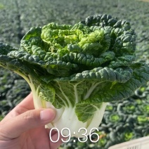 黄心菜黑油菜基地大量上市品质优良