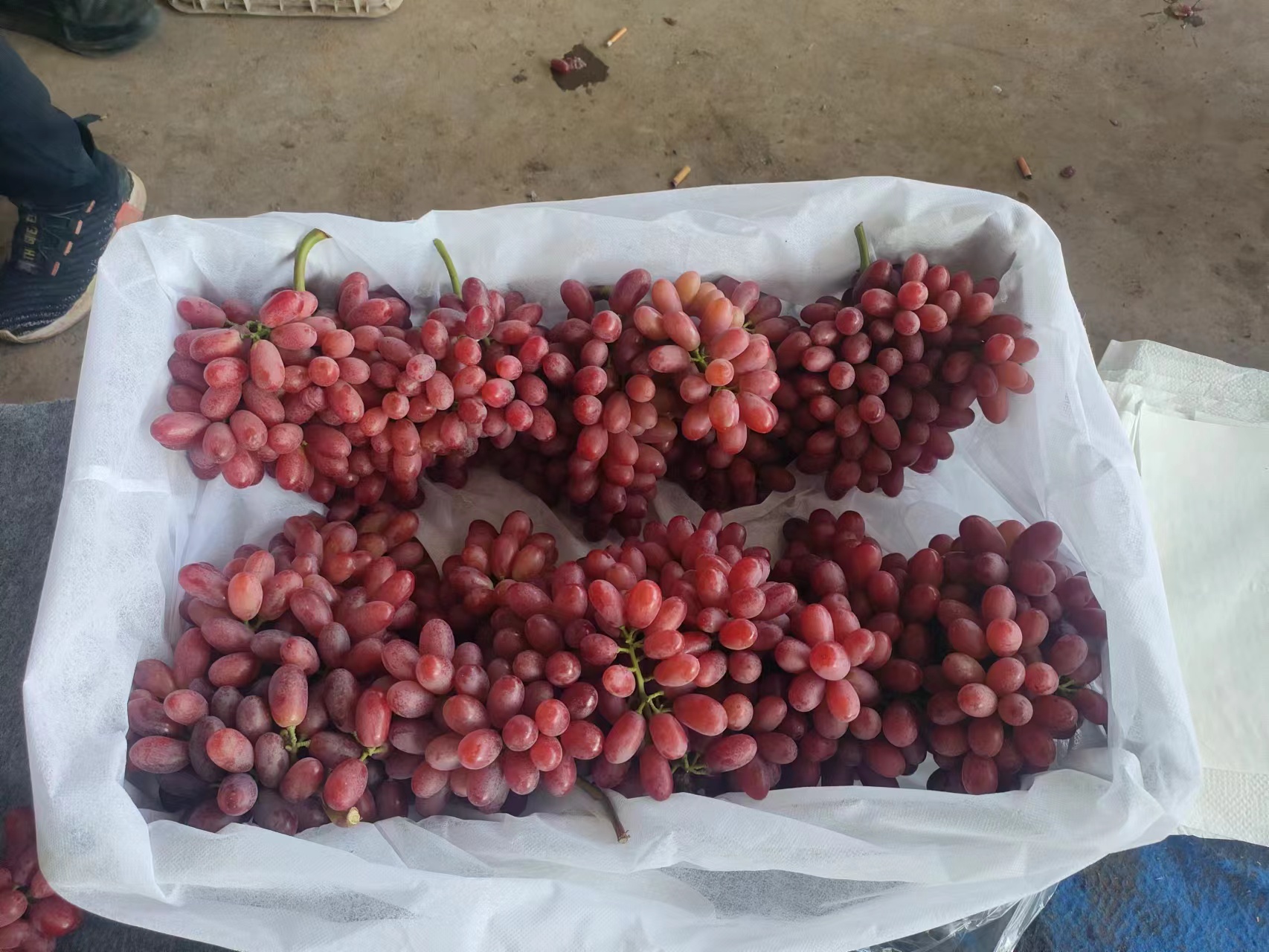 现代超市生鲜区的陈列架上,摆放着多个透明包装盒装的克伦生葡萄,每盒内葡萄成串完整、颜色鲜红,标签注明‘新疆克伦生葡萄’‘净重500g’‘保质期7天’等信息,旁边配有促销价签和二维码溯源标识,体现高品质零售场景 超市货架上的克伦生葡萄展示