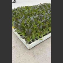 红尖叶呙笋苗