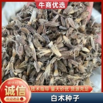 白术种子//亳州药材/全国发货/提供技术指导