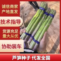 杂交一代芦笋种子粗壮均匀包头紧高产优质
