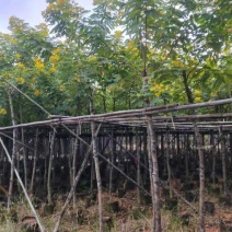 黄槐3-10分，各种规格，大量低价出售