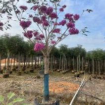 紫花风铃木2-12分，各种规格，大量低价出售