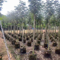 紫花风铃木2-12分，各种规格，大量低价出售