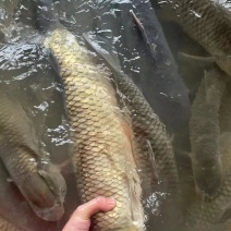 草鱼