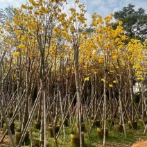 黄花风铃木2-15分，各种规格，大量低价出售