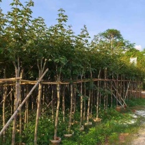 黄花风铃木2-15分，各种规格，大量低价出售