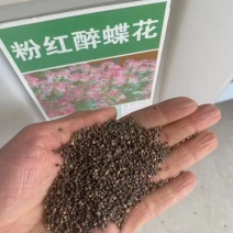 醉蝶花种子厂家货源批发价格全国发货价格便宜欢迎下单咨询