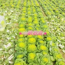 黄心乌菜