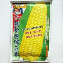 赣新黄糯玉米种子籽早熟大棒型好吃无渣黄糯玉米种籽甜糯玉