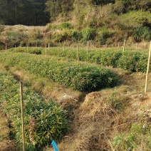 木荷袋苗