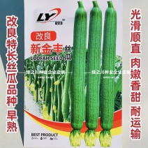 改良新金丰丝瓜种子特长早熟肉嫩香甜特长香丝瓜种子光滑