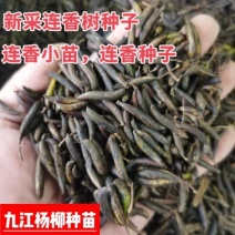 连香种子刚采收的连香鲜果连香种子