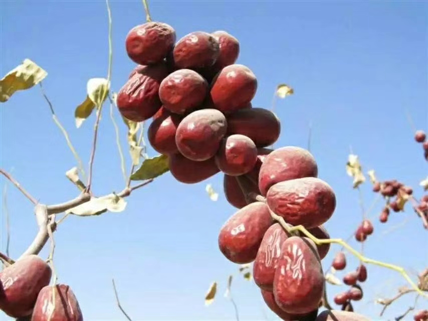 广阔的长枣果园,绿意盎然,枣树枝头挂满果实,远处是蓝天白云与农人劳作的身影 长枣果园全景