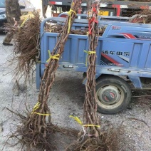 占地葡萄树3至5公分各种果树