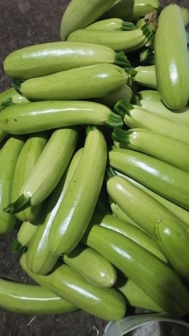 精品无农药菜瓜