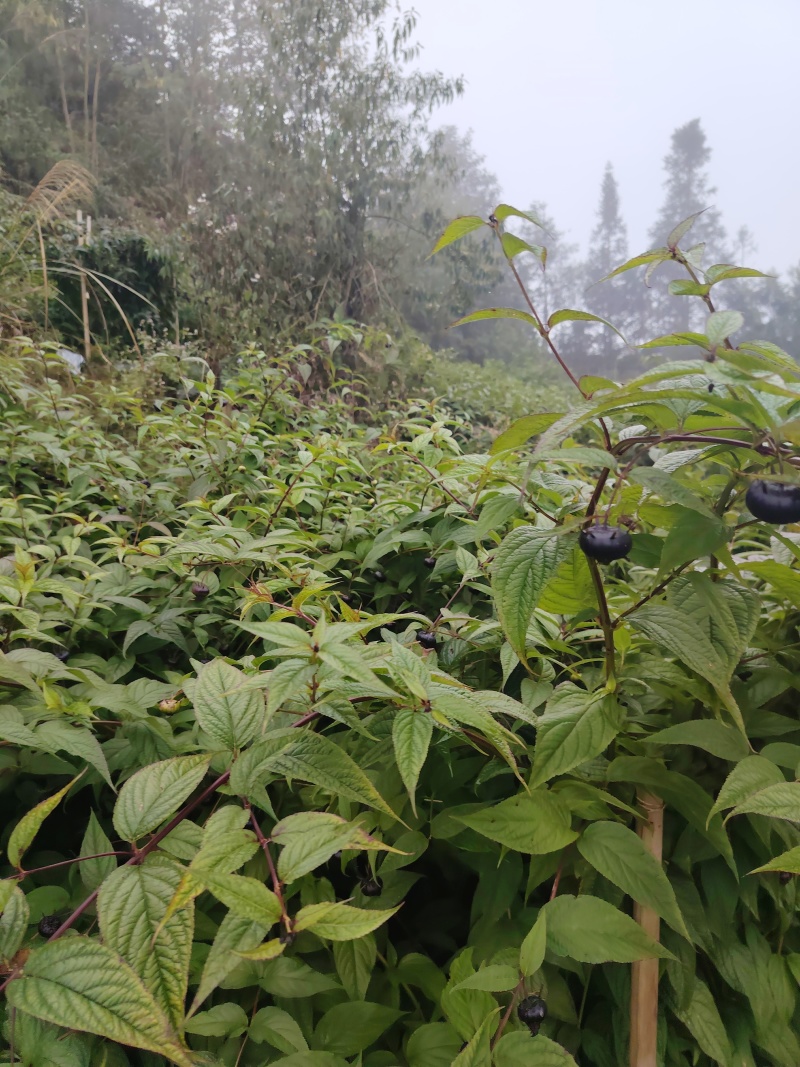 云南文山马关县红果参 25.00元/公斤红果参