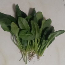 大棚菠菜有4亩产量