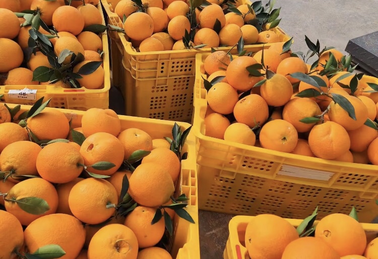 一群身穿工作服的工人在果园边的加工棚内忙碌着,桌上摆满新鲜采摘的金堂脐橙,有人在分拣,有人在称重,还有人将橙子装入印有‘金堂脐橙’字样的礼盒中,背景可见堆叠的纸箱和待运货车,展现现代化农产品加工与物流场景 金堂脐橙采摘与包装现场