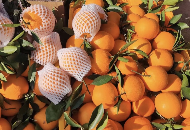 金堂脐橙分拣包装车间