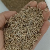 进口高羊茅草坪草种子耐寒耐旱绿化四季常青发芽率高