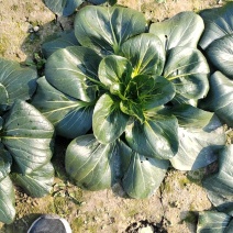 黑塌菜