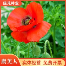 虞美人种子冰岛虞美人重瓣红色虞美人多年生花卉四季易种
