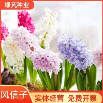 风信子种球进口种球质量保证花海庭院盆栽护坡绿化复绿