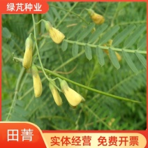 田菁种子涝豆田箐田箐种子果园固氮绿肥改良土壤道路护坡