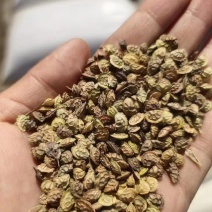红豆草种子厂家货源批发价格全国发货价格便宜欢迎下单咨询