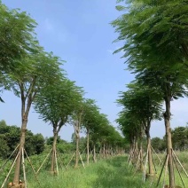 凤凰木骨架10-30分，各种规格，大量低价出售