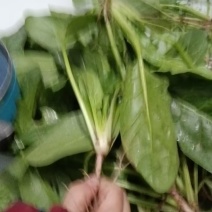 露天直立菠菜